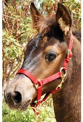 Jeffers Han Lien International 3/4" Nylon Adjustable Horse Halters