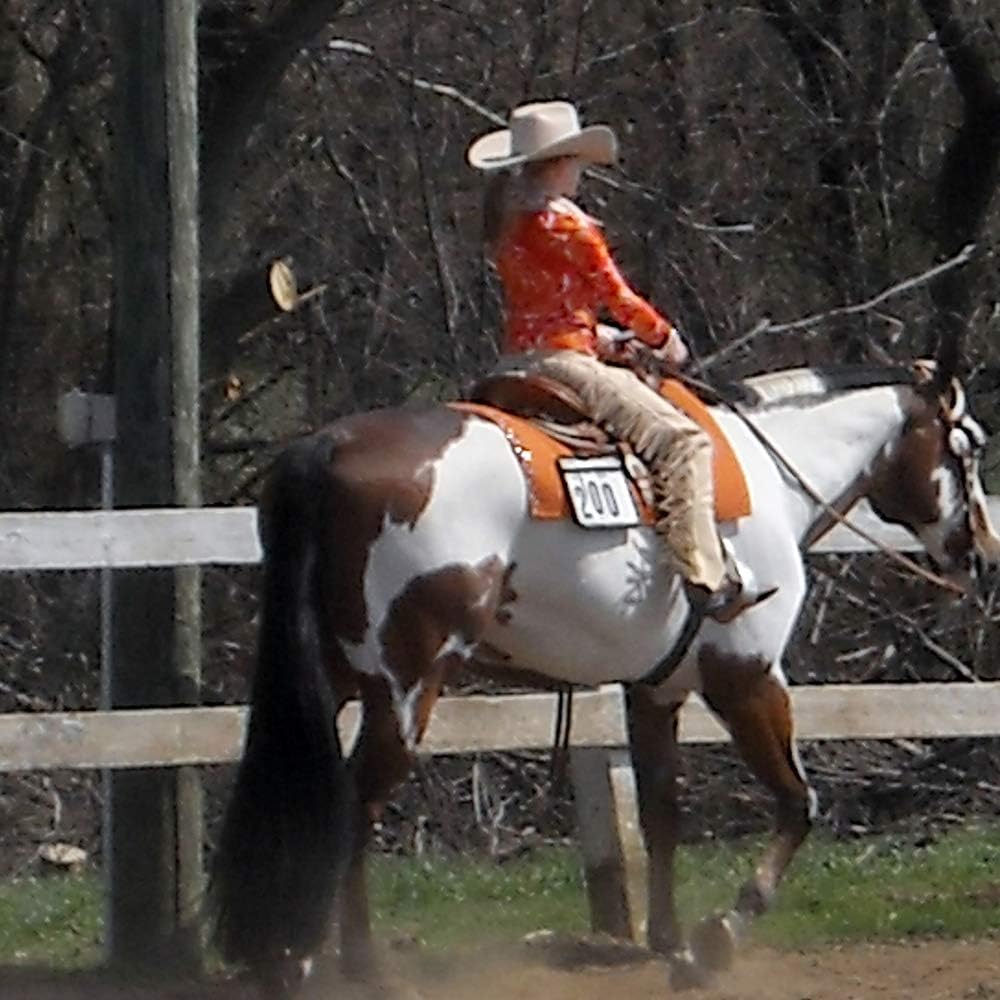 Horse Tail Extensions with Braided Horsehair Loop, Blunt Cut Bottom, 28-30 inches Long and 3/8 lb Weight