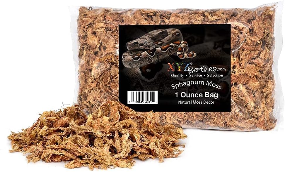 Boa Constrictor Habitat 10 Gallon Terrarium Kit