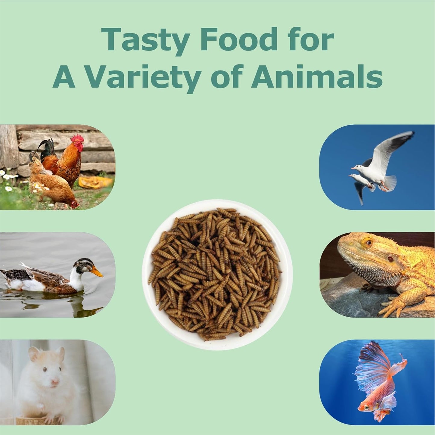 10LB Dried Black Soldier Fly Larvae, More Calcium Than Dried Mealworms, High Protein Chicken Feed, Poultry Treat