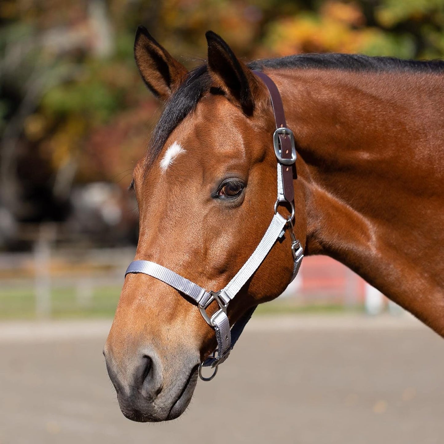 Equinavia Loki Adjustable Breakaway Horse Halter - Silver Sconce Gray - Pony