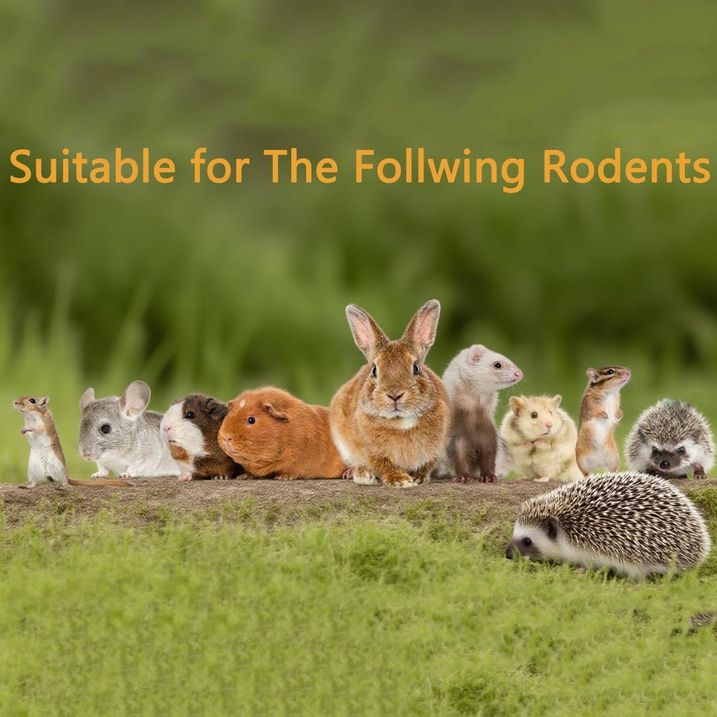 Dandelion Treat - High Fiber Food for Chinchillas, Guinea Pigs & Squirrels - 5 Herbal Blends, 6oz - Rabbit, Hamster & Small Pet Snack