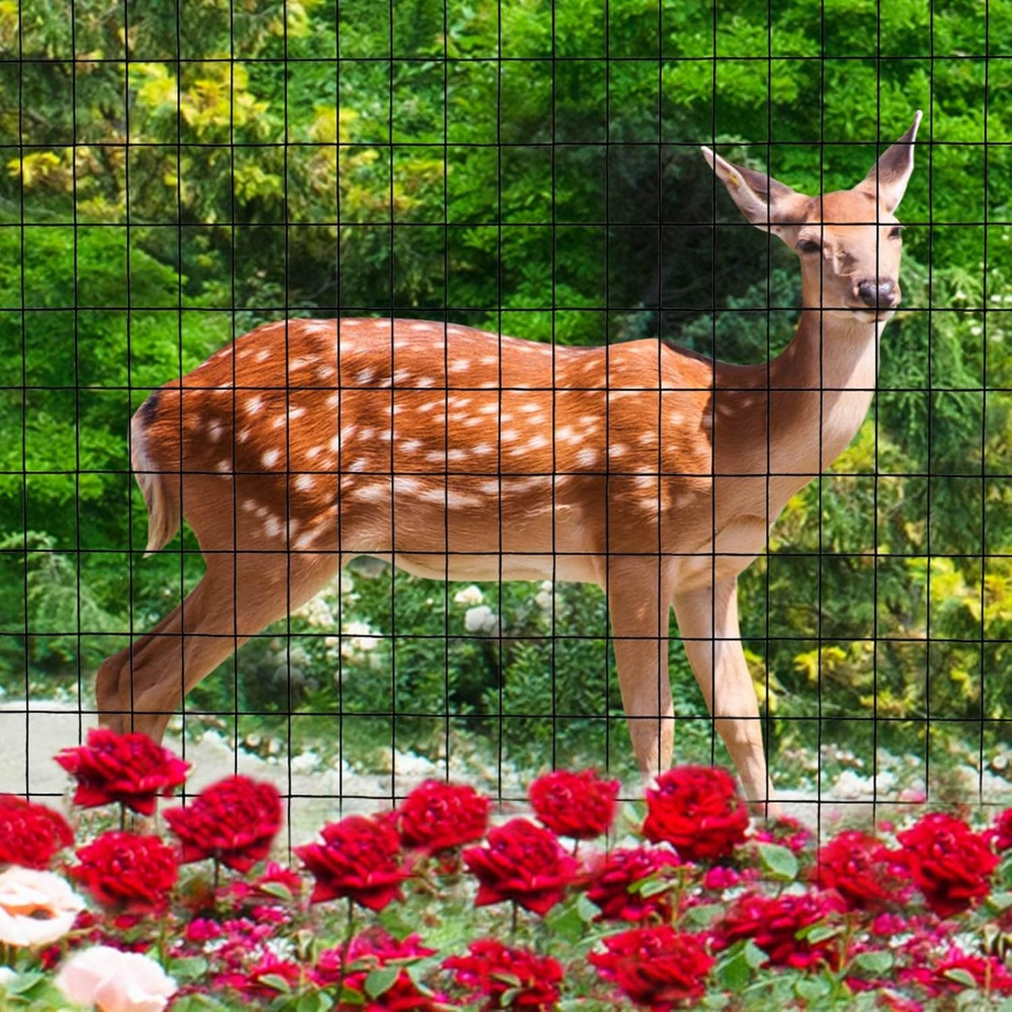 Black PVC Coated Welded Wire Fence 24 Inch x 25 Foot, 2 Inch x 3 Inch 16GA, Garden Border Fencing Roll Vinyl Coating Metal Wire Mesh for Yard Vegetable Plant Protection Poultry Netting