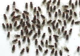 16 oz Deli Cup and Fabric Vented Insect Feeder lids by Snout & Shell - Pack of 10 Cups and lids