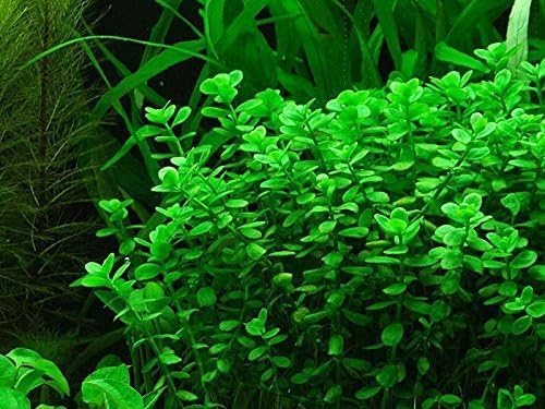 Potted Live Aquarium Plants | Freshwater Aquatic Plants for Aquariums (Moneywort, 5 Pack)