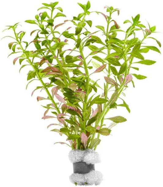 SubstrateSource Live Plants – Mini Rice Paddy Herb (Limnophila aromatica) – Medium to High Light, Green to Reddish-Purple, Midground Accent – Lead Bunch, 1 Pack