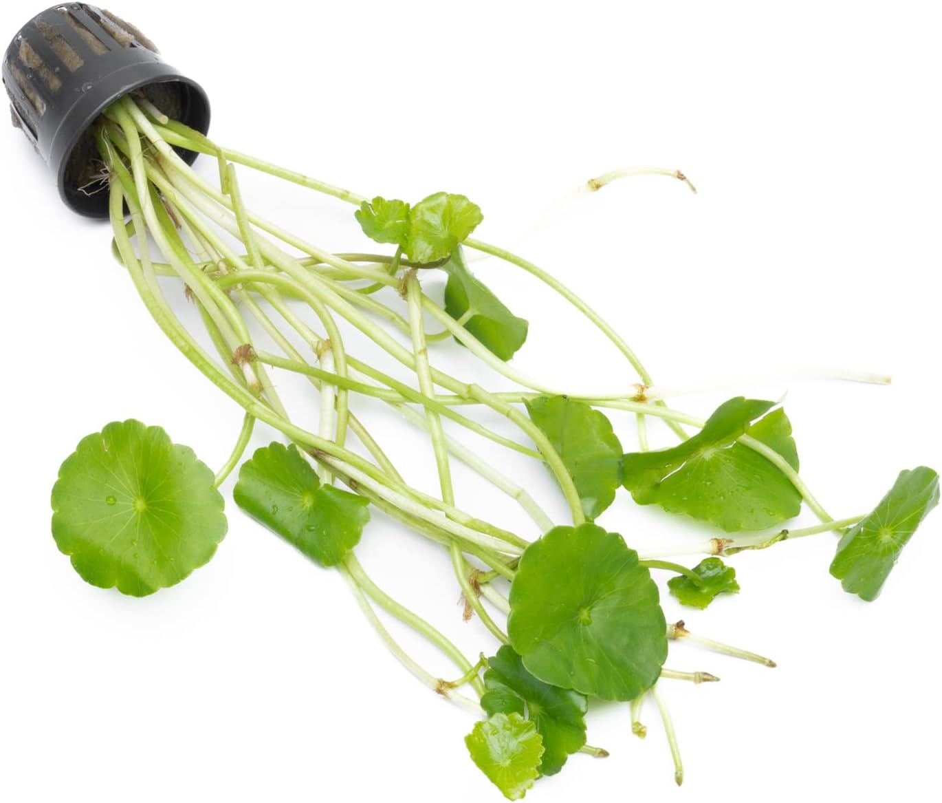 SubstrateSource Live Aquarium Stem Plants - Freshwater Aquatic Plant for Fish Tanks, Aquascaping - (Hydrocotyle Verticillata, 1 Bunch)