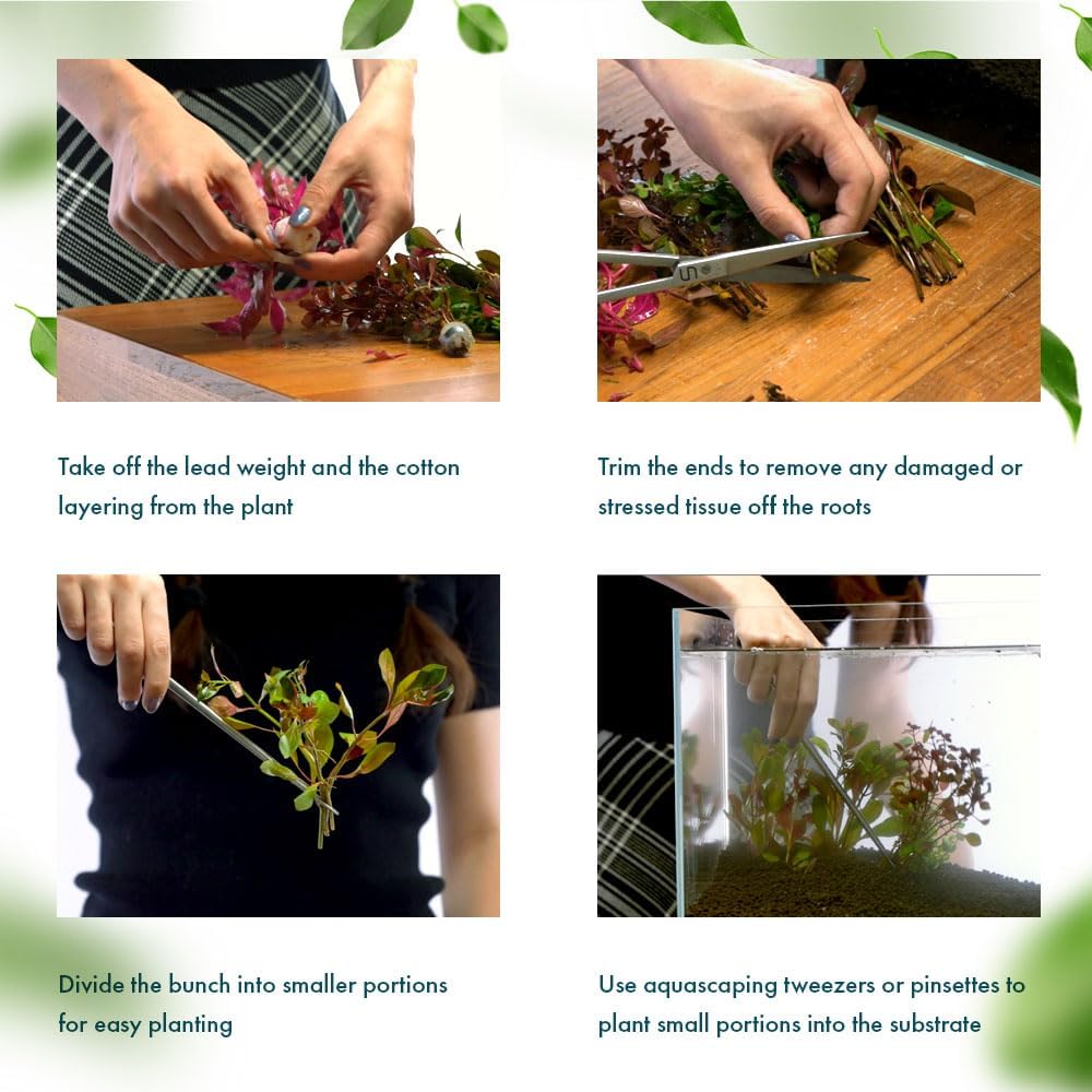 SubstrateSource Live Plant - Purple Bacopa (Bacopa salzmannii) - Moderate Care, Moderate to High Light, Purple and Violet Accent, Freshwater Aquatic Plant for Aquascaping - Lead Bunch