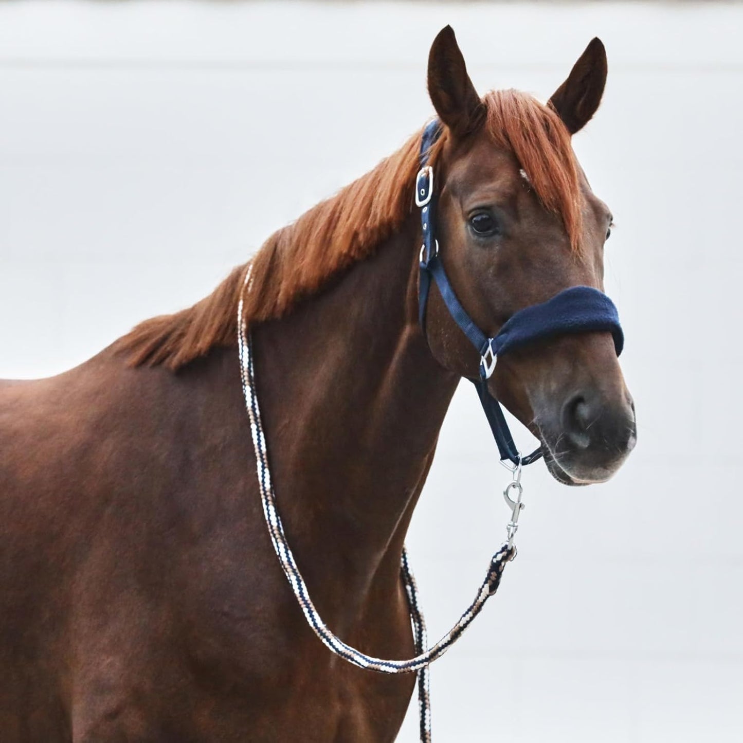 HORZE Kiel Adjustable Horse Halter with Fleece Padding - Dark Navy - Horse