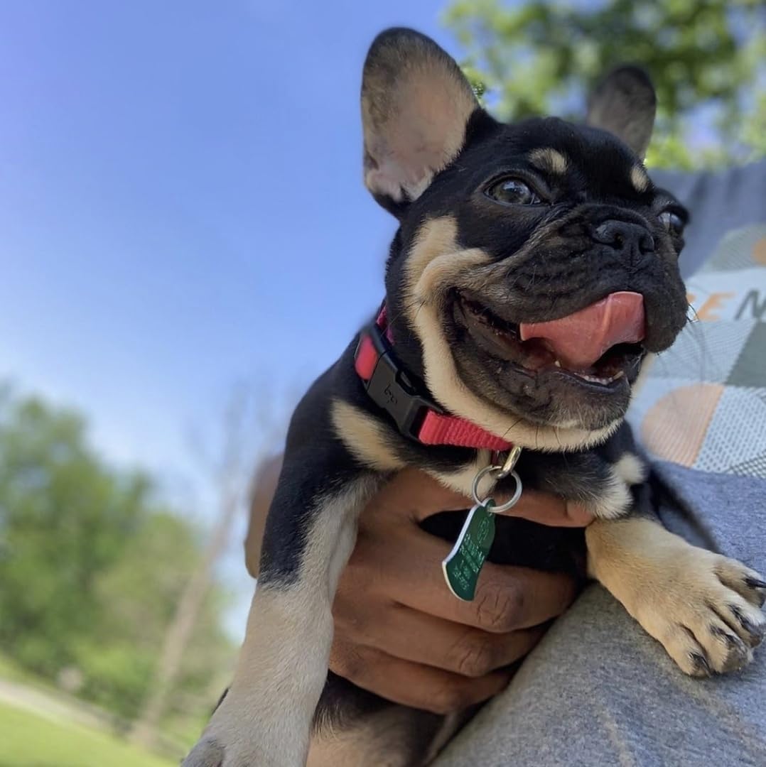 Blueberry Pet Essentials Adjustable Pink Dog Collar for Large Dogs, Solid Nylon, Comfortable & Durable, Secure Fit and Eco-Friendly for Pet Owners