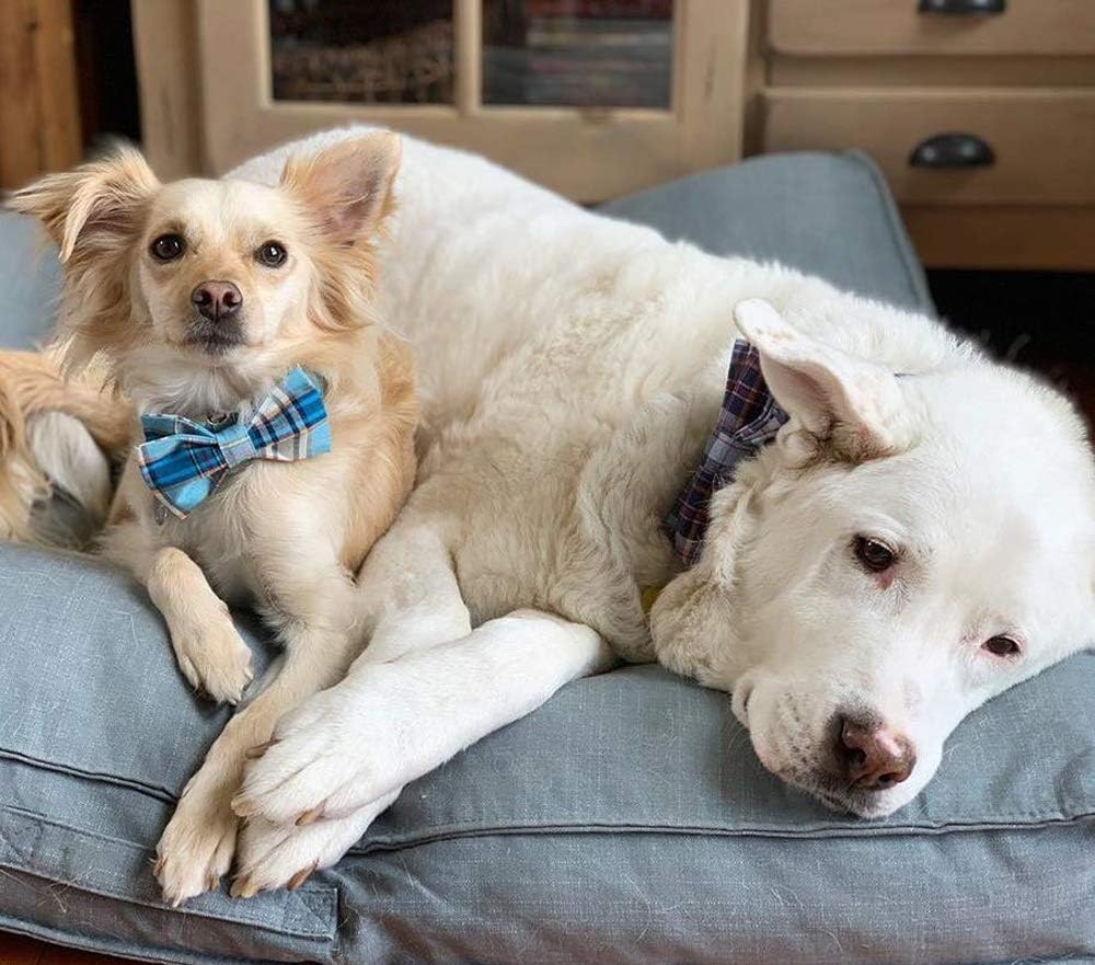 Lionet Paws Boy Dog Collar with Bowtie, Comfortable Adjustable Cute Blue Plaid Bow Tie Collar for Male Dogs Gift, Small, Neck 10-16 inches