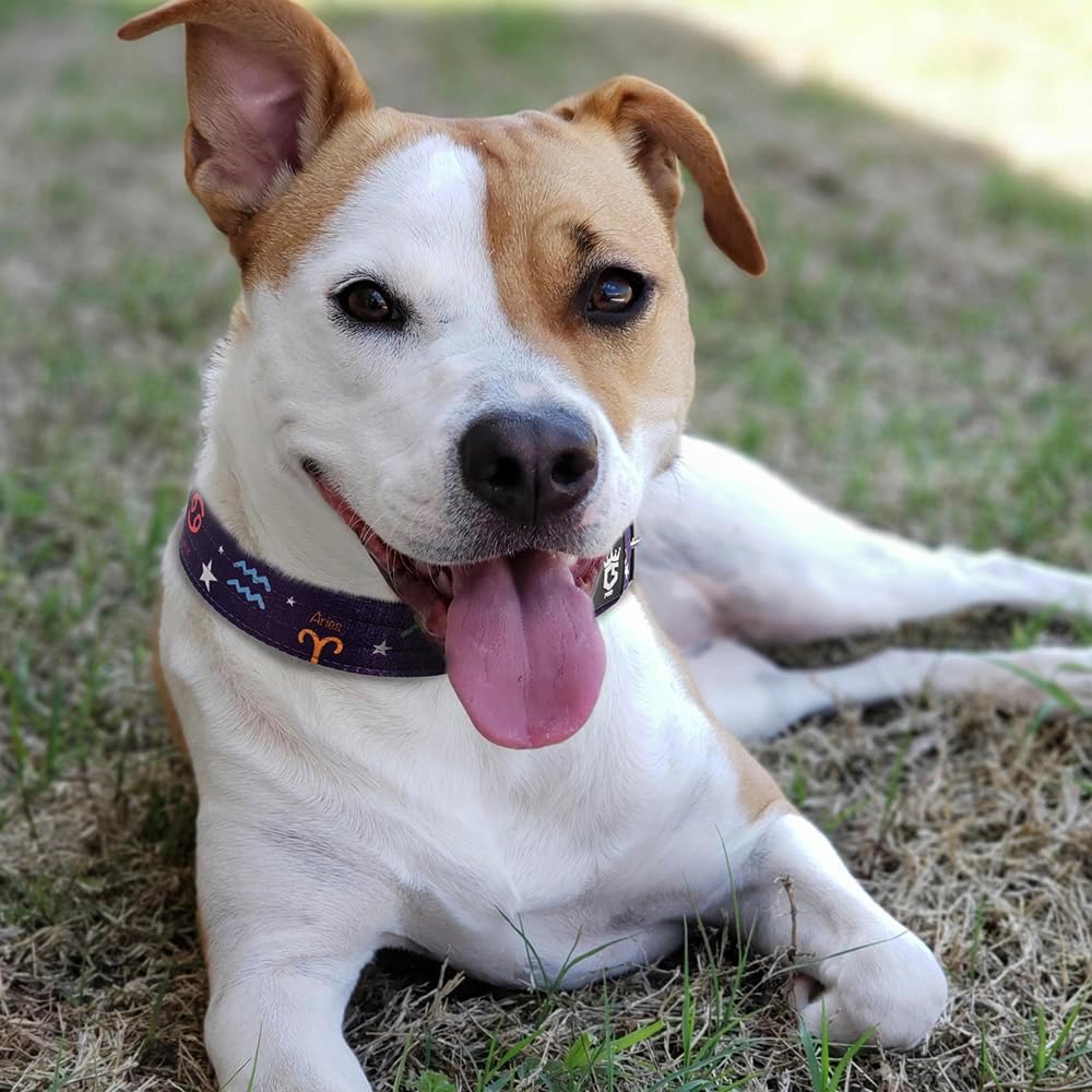 TSPRO Tactical Dog Collar 1.5 Inch Wide Thick Dog Collars with Heavy Duty Metal Buckle, Durable, Strong, Adjustable for Medium to Large Dogs (Constellation Purple M)