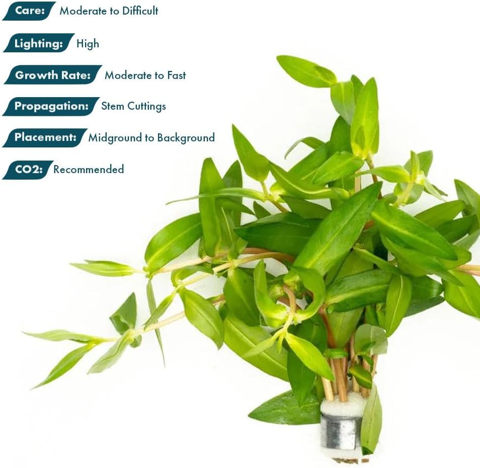 SubstrateSource Live Plants – Nesaea Triflora – High Light, Green with Red Veins, Midground to Background Accent – Lead Bunch, 4 Pack