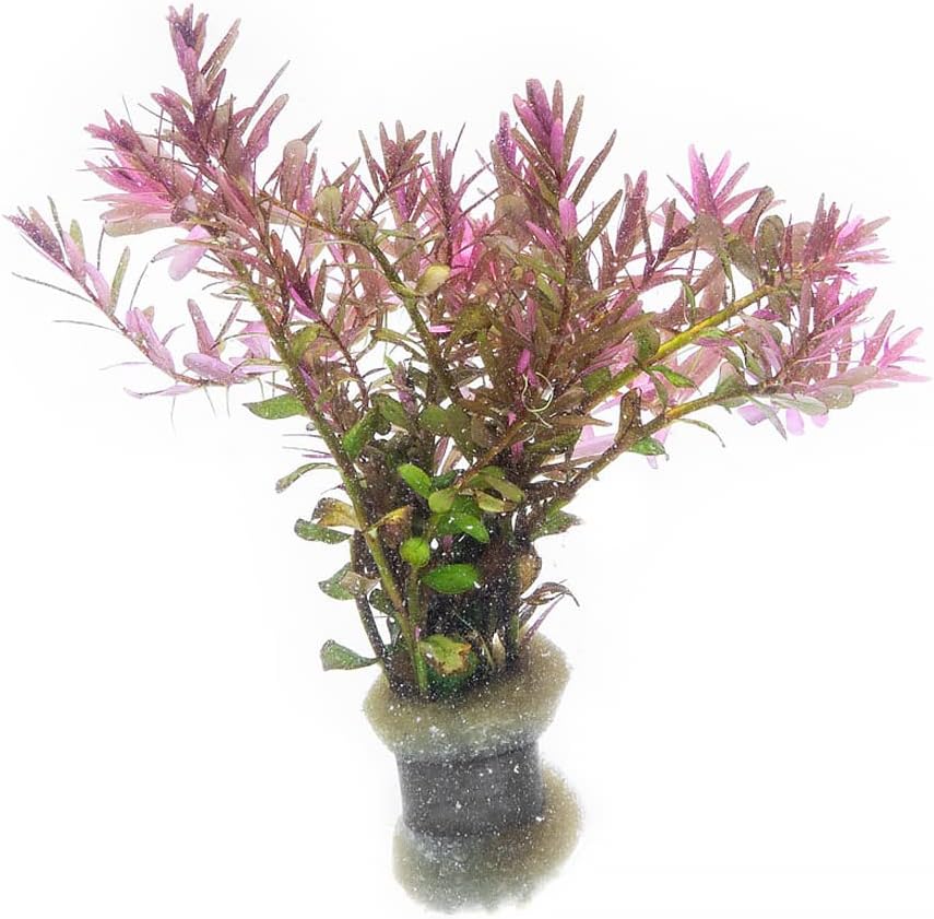 SubstrateSource Live Aquarium Red Stem Plants - Freshwater Aquatic Plant for Fish Tanks, Aquascaping - (Rotala Blood, 1 Bunch)