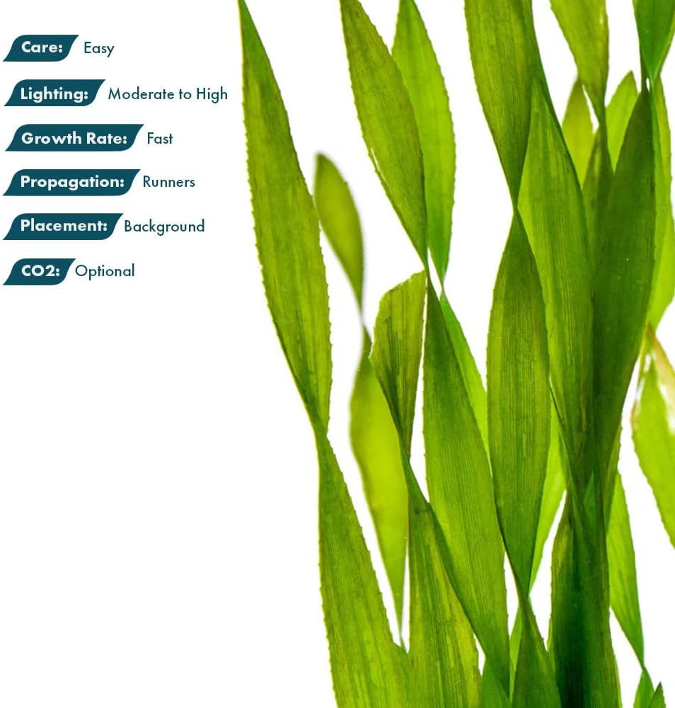 SubstrateSource Live Plant - Tall Grass, Corkscrew Vallisneria - Easy Care, Moderate to High Light, Bright Green Accent, Freshwater Aquatic Plant for Aquascaping - Lead Bunch