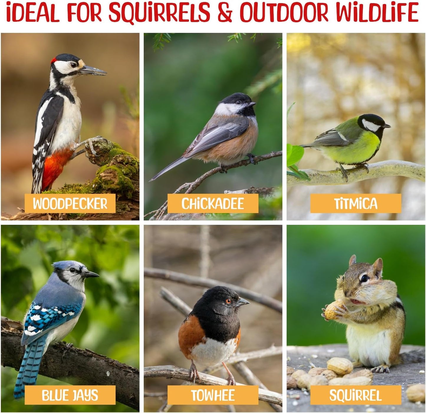 Premium Quality Raw Out of Shell Peanuts - 1 Pound - Shelled Peanuts for Birds – Wildlife Quality - Food for Squirrels, Deer, Birds, and Other Wildlife Animals – Grown in The USA