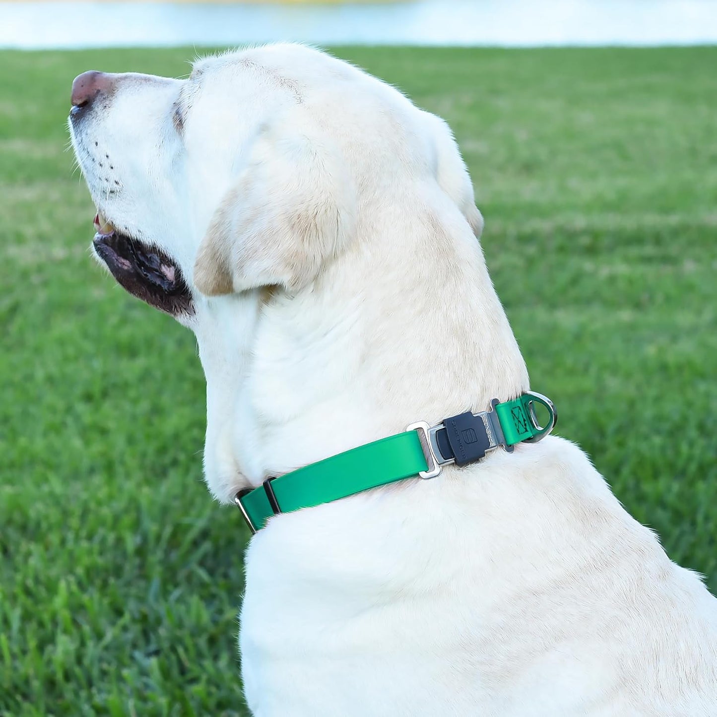 Dogline Biothane Waterproof Dog Collar with Herm Sprenger Black Stainless Steel Quick Release Buckle – Heavy Duty Tactical Durable Collar for Dogs – Comfortable and Safe Pet Collar W 3/4" L12-19 Teal