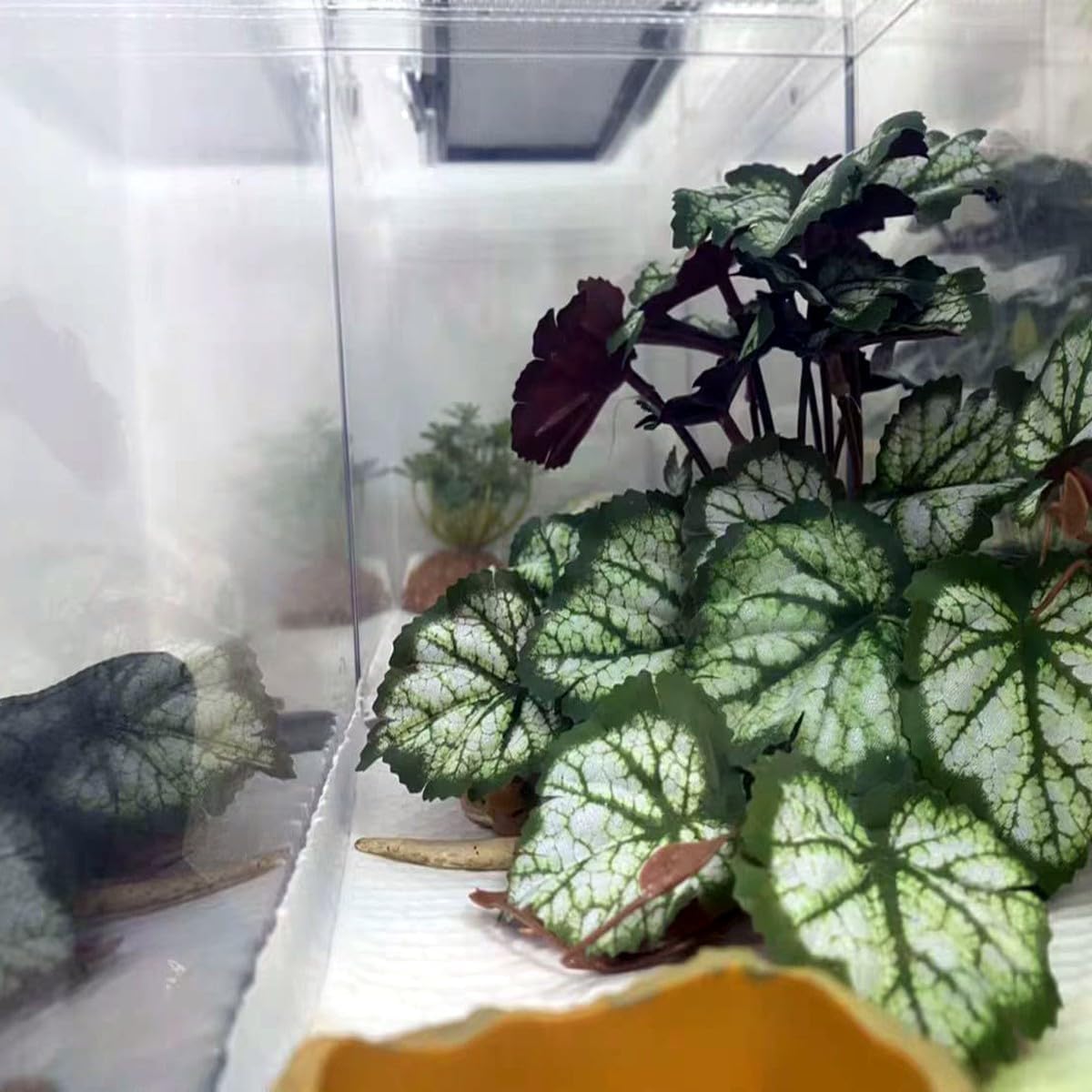 Reptile Plants for Terrarium Decor,Amphibian Habitat Decor,Artificial Plants for Gecko Chameleon Snake Tortoise Tank Accessories with Base (Green heuchera micrantha)