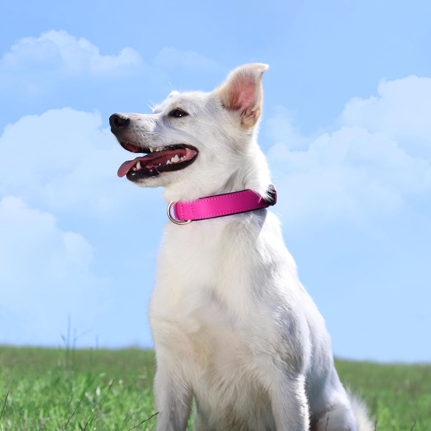 Didog Soft Padded Dog Collars for Small Dogs, Lightweight and Breathable Dog Collar with Metal Buckle for Puppy, Rose Purple, S