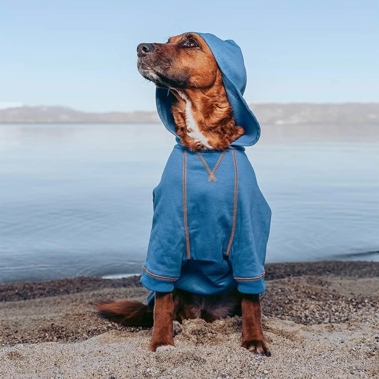 Blueberry Pet Hoodie – 14″ Soft Cotton-Blend Winter Sweatshirt, Alaskan Blue, Award-Winning Small-Dog Jersey