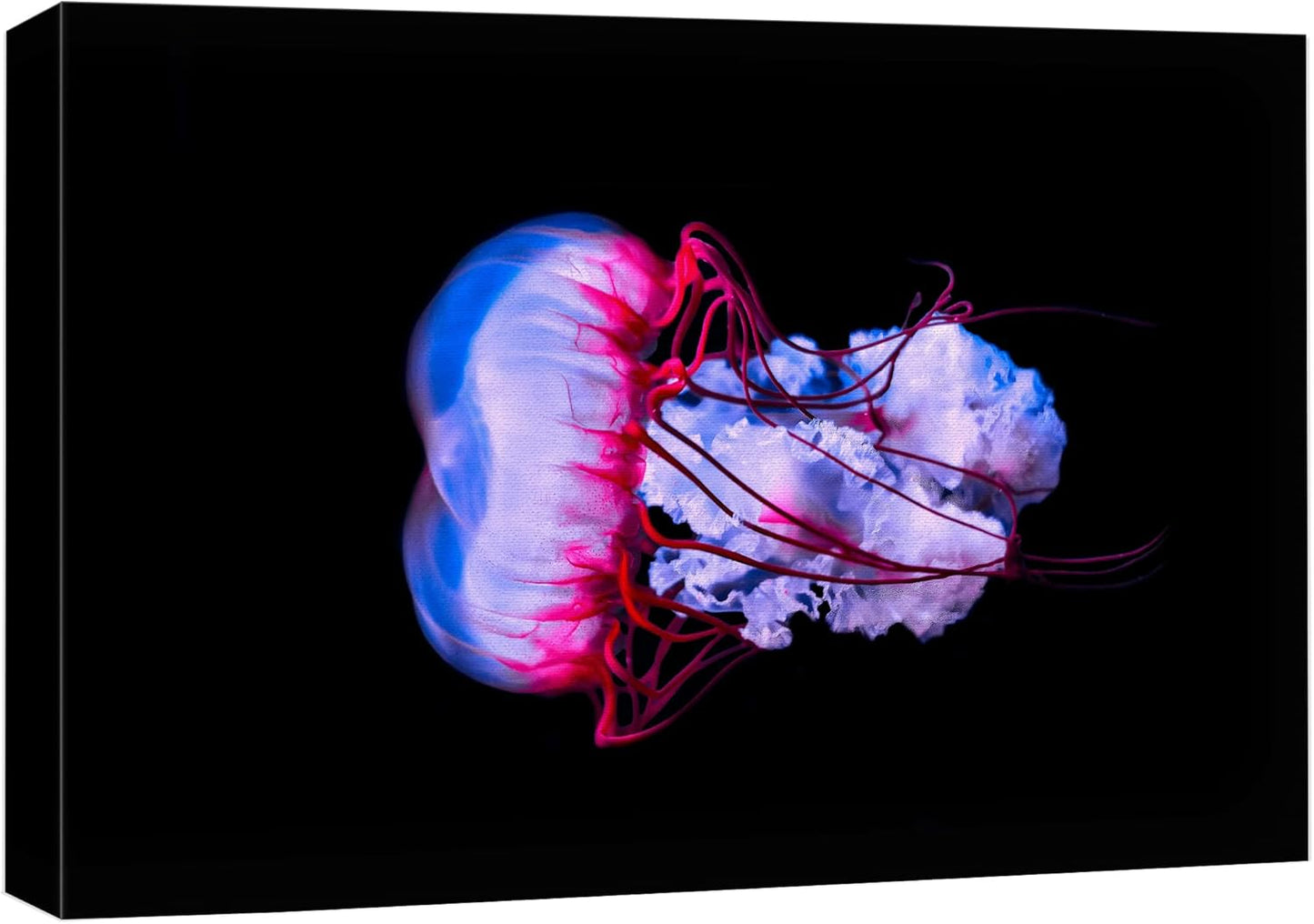 wall26 Canvas Print Wall Art Vibrant Purple Pink Jellyish Dark Ocean Nature Animals Photography Realism Rustic Scenic Landscape Wilderness Earth Colorful for Living Room, Bedroom, Office - 32"x48"