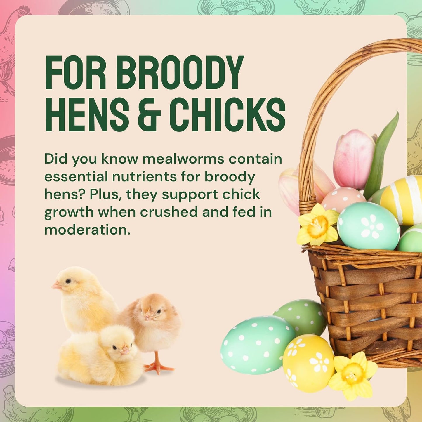 Bulk Dried Mealworms - 10 Lb Bag - Non-GMO Dried Mealworms for Chickens, Ducks & Wild Birds - High-Protein Chicken Feed & Bird Food