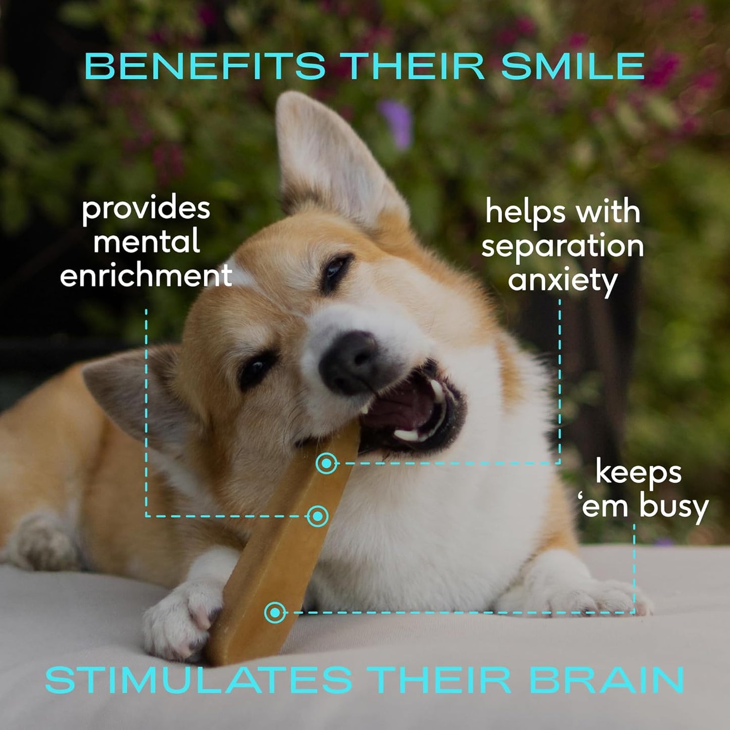 Native Pet Yak Cheese Himalayan Dog Chews - Long Lasting Dental Sticks for Medium Breeds – 100% All Natural Himalayan Yak Chews for Medium Dogs – Cheese Bone for Aggressive Chewers - 10 Per Pack