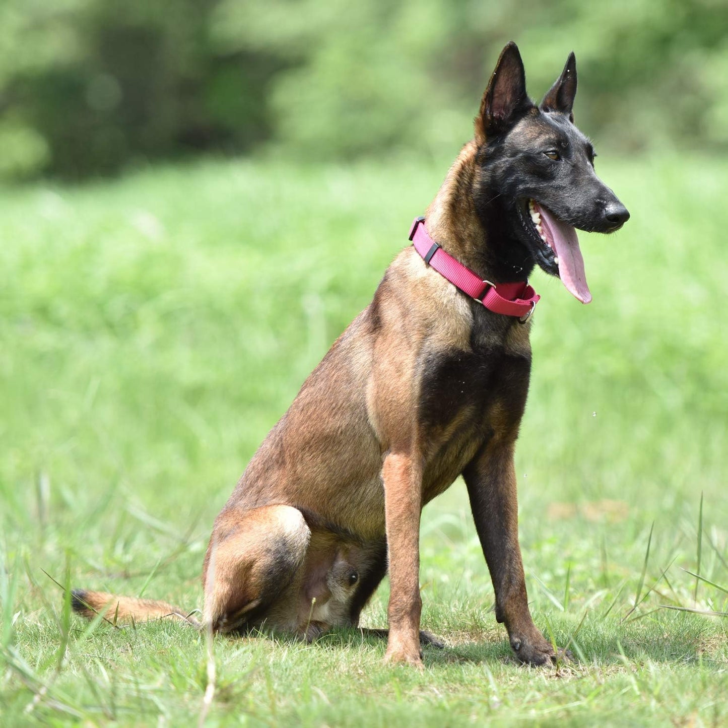 Hyhug Pets Upgraded Heavy Duty Nylon Escape-Proof Martingale Dog Collar for Small Dogs Comfy and Safe - Professional Training, Daily Walking and Jogging. (Small, Rose Red)