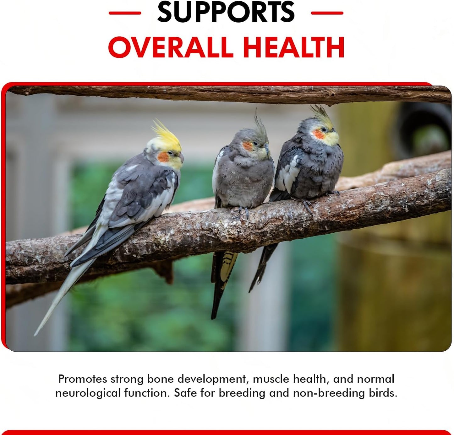 Morning Bird Calcium Plus Liquid Supplement for Birds - Liquid Calcium Formula with Magnesium and Vitamin D3 Calcium Supplement for All Birds – 4 Fl Oz