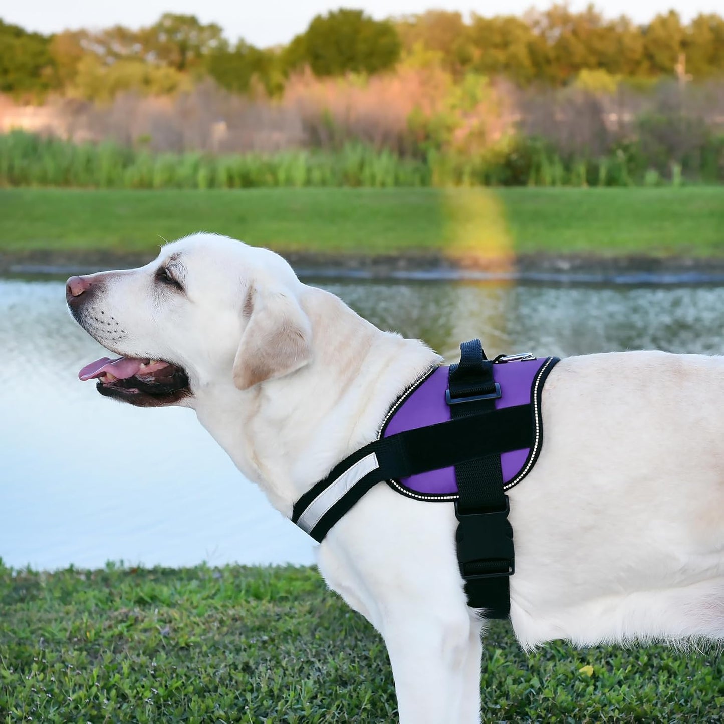 Dogline Dog Harness, Reflective No-Pull Adjustable Vest with Handle for Walking, Training, Breathable, No - Choke Harness for Small, Medium or Large Dogs Room for Patches Girth 15 to 18 in Purple