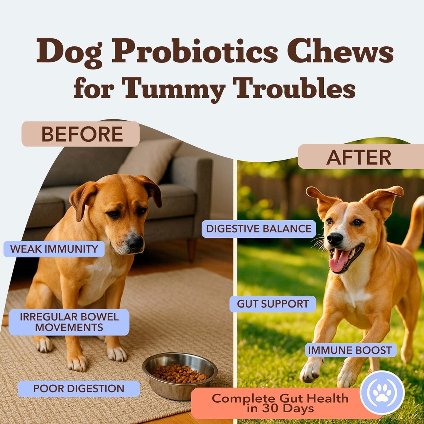 Natural Dog Company Gut Health & Canine Specific Probiotics Chews, 1 Daily Chew for All Dogs, Prebiotics & Digestive Enzymes for Digestion, Gas, Loose Stool, Immune System & Bowel Support
