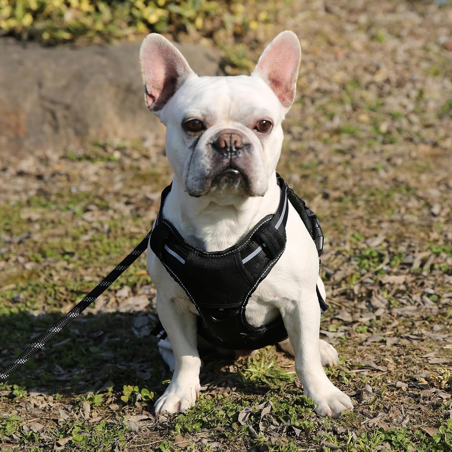 Amazon Basics No Pull Dog Harness, Adjustable Front Clip, Tactical Vest, Medium, Black