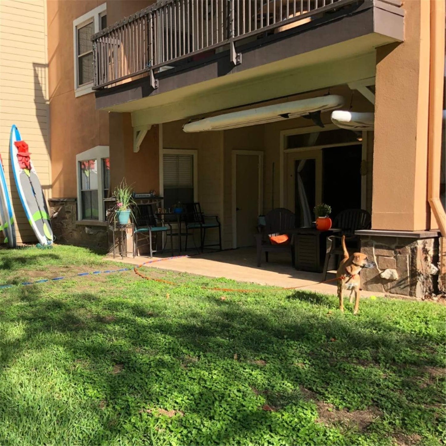 Dog/Puppy Obedience Recall Training Agility Lead - 15ft 20ft 30ft 40ft 50ft Training Leash - Great for Play, Camping, or Backyard - Rainbow 50ft (Rainbow, 50 Feet)