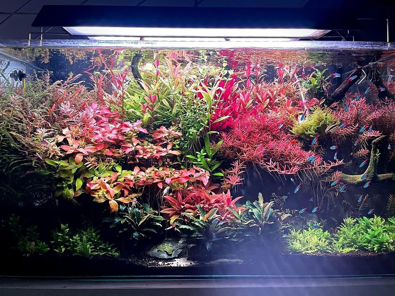 SubstrateSource Live Aquarium Red Stem Plants - Freshwater Aquatic Plant for Fish Tanks, Aquascaping - (Ludwigia Natans Super, 1 Bunch)