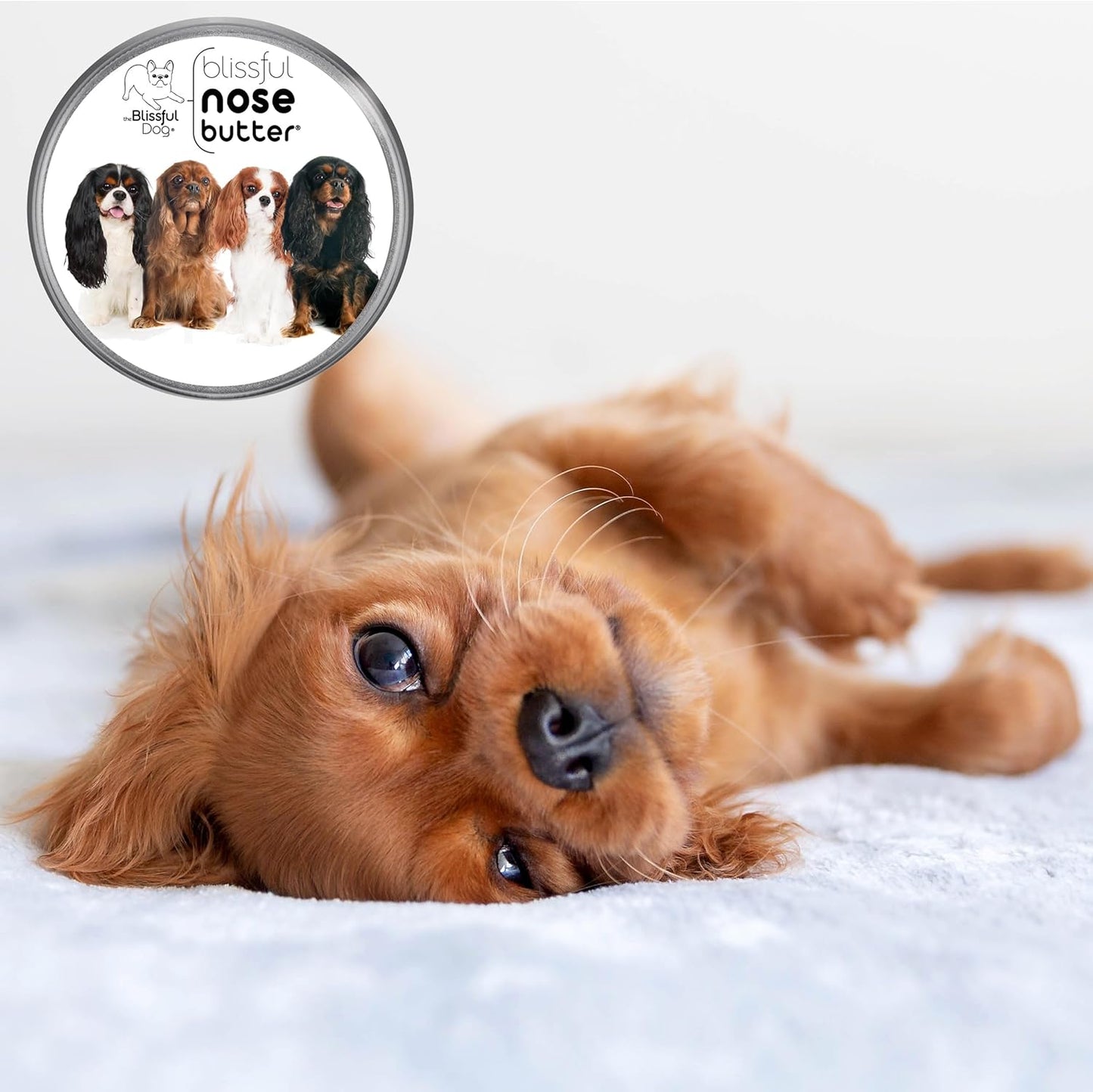The Blissful Dog Cavalier King Charles Spaniel Unscented Nose Butter - Dog Nose Butter, 8 Ounce