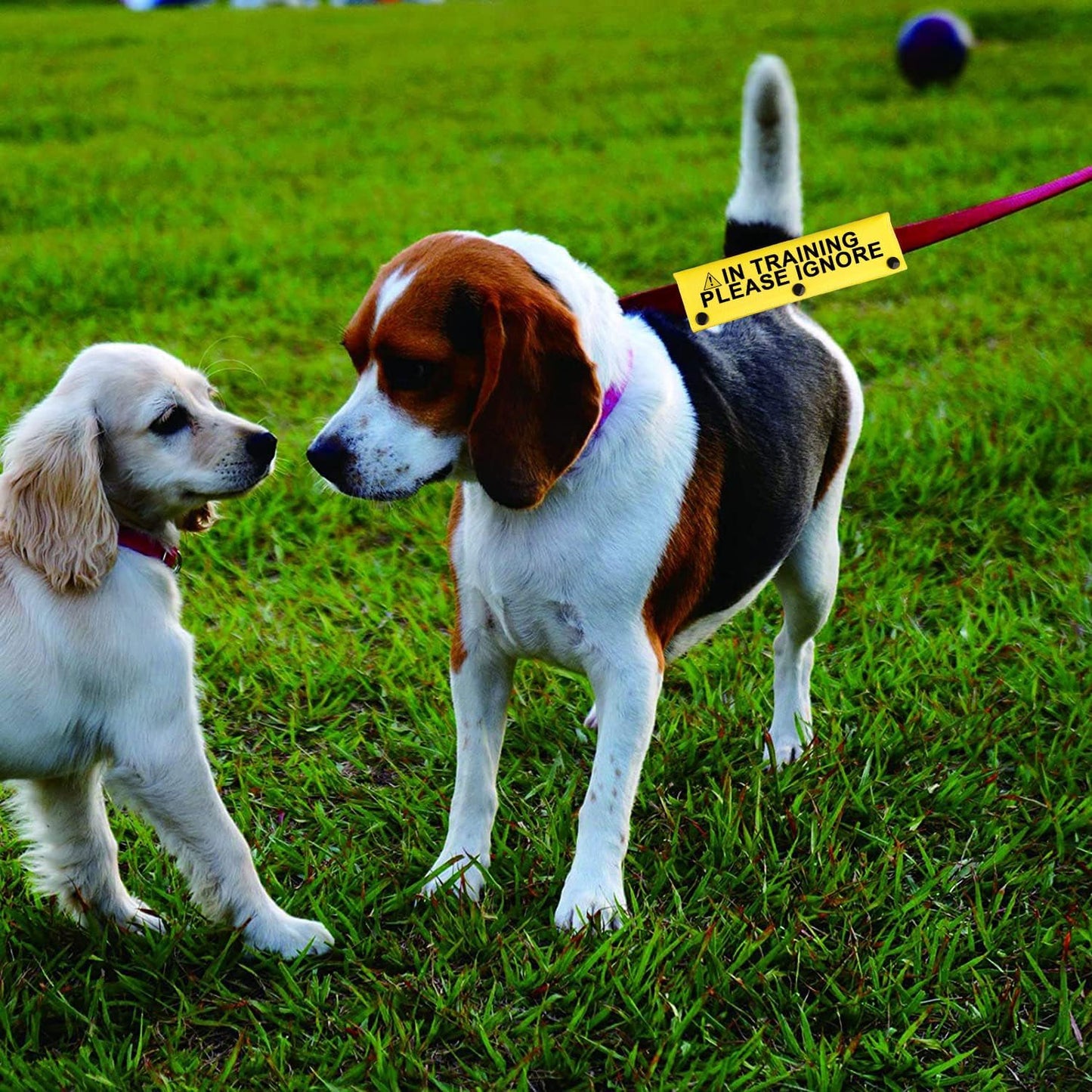 Funny Dog Leash Sleeve in Training Please Ignore Dog Leash Wrap Sleeve Alert Tag Pet Birthday Gift (Training Please Ignore-YE Sleeve)