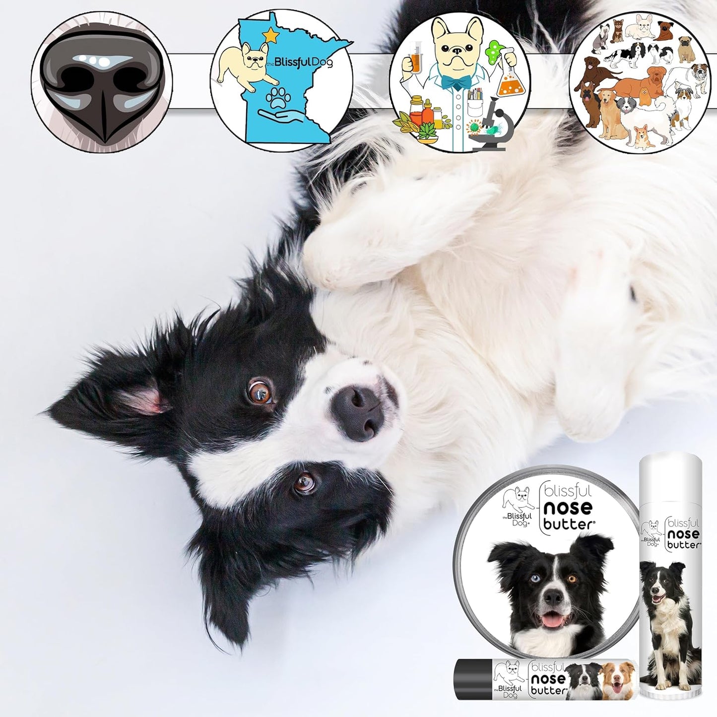 The Blissful Dog Border Collie Nose Butter for Dry, Cracked Skin, Lick-Safe Dog Nose Balm with Moisturizing Shea Butter, Almond, Olive, and Essential Oils, Pet Supplies, Uncented, 4 oz.