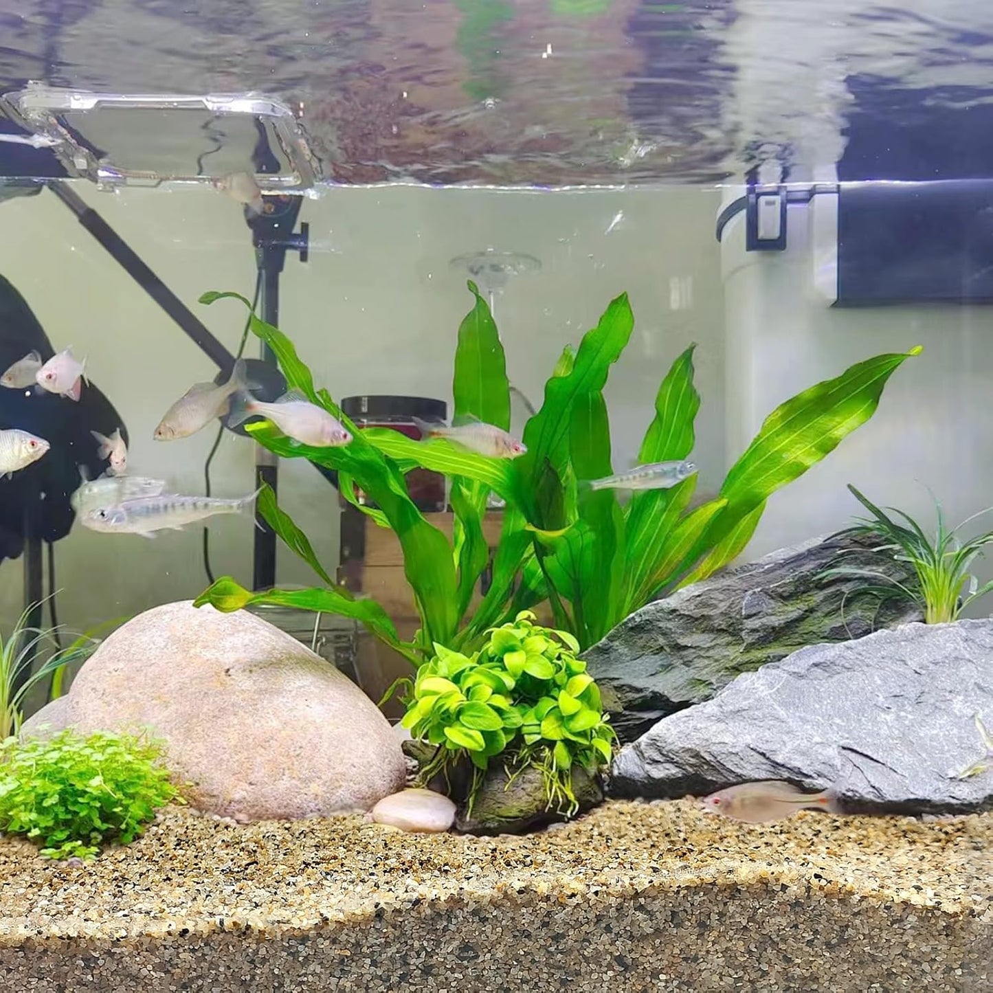 10 lbs Aquarium Sand, 0.6-1.2 mm Aquarium Substrate for Freshwater Fish Tank. Decorative River Rocks Gravel for Fish Tank, Plants Potted, Fire Pits, Candle, Vase and Crafts