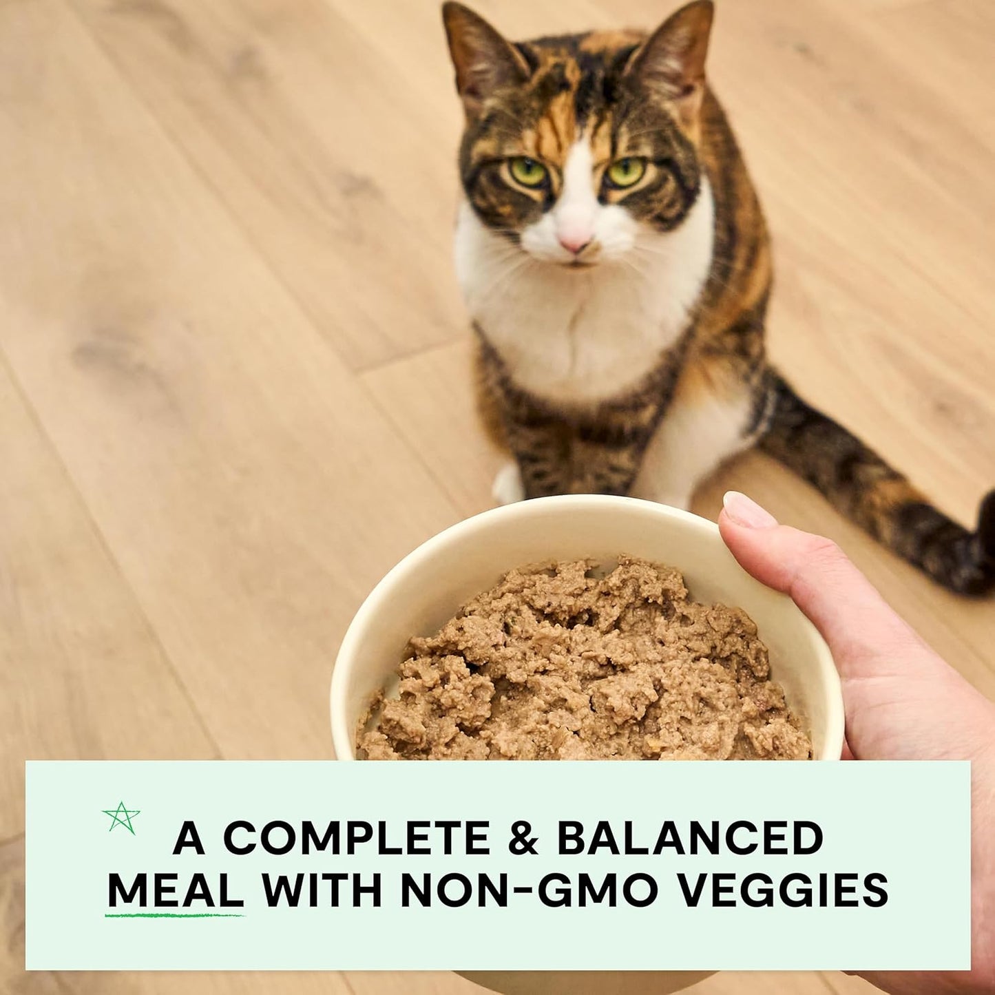 Open Farm Canned Cat Food, Paté for Complete & Balanced Nutrition, Grain-Free and Legume-Free Wet Cat Food, Chicken & Salmon Recipe, 5.3oz Cans (Case of 12)