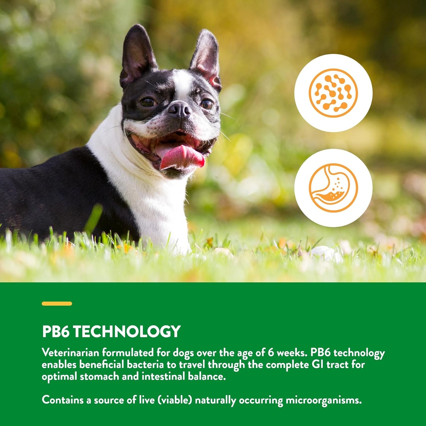 NaturVet Advanced Probiotics & Enzymes, PB6 Dog Soft Chews to Help Sensitive Stomachs and Digestive Issues, Hickory Smoked Bacon Flavored Pet Supplement for Dogs Over 6 Weeks, 240 Count Jar