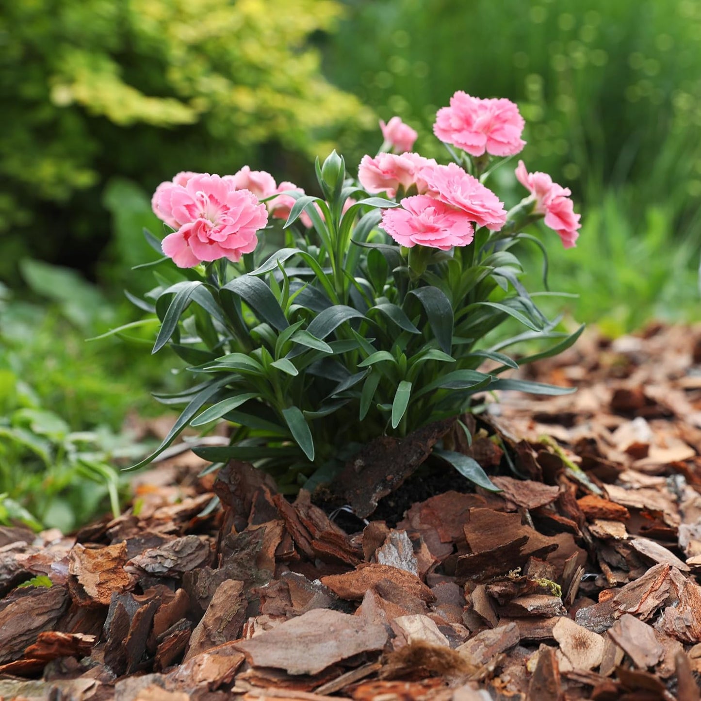 Premium Pine Bark Nuggets – Pine Bark Mulch for Gardens, Landscaping, Potted Plants, and Wood Chips for Garden Beds (0.5 CF - 14 L - 15 QTS)