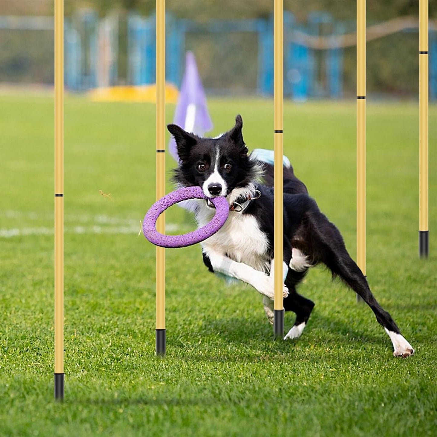 Dog Agility Training Hurdle Cone Set, Adjustable Dog Agility Equipment Obstacle Course Backyard Equipment for Pet Exercise