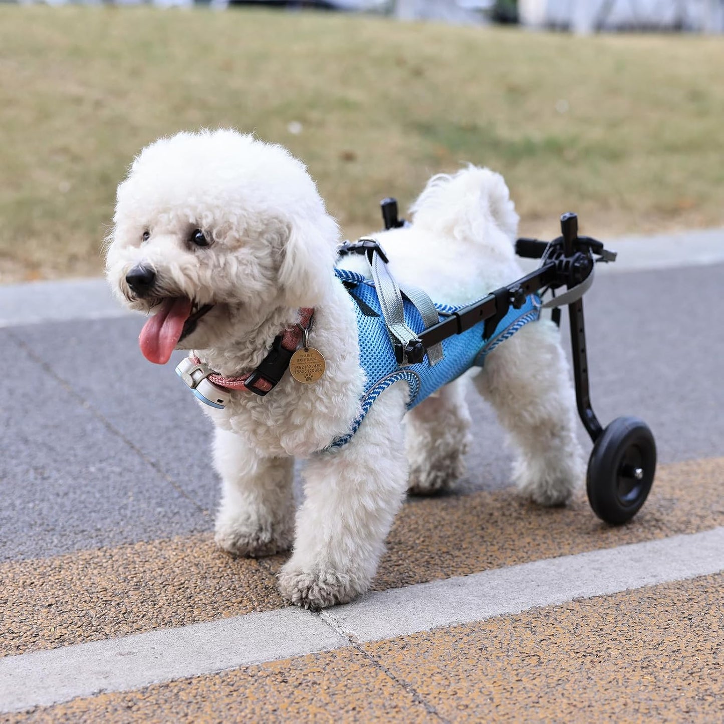 Updated Dog Wheelchair for Back Legs,Small Dog Wheelchair Carts with Wheels, Light Weight Wheelchair for Leg Support Helps Senior,Injured,Paralyzed, S & Blue