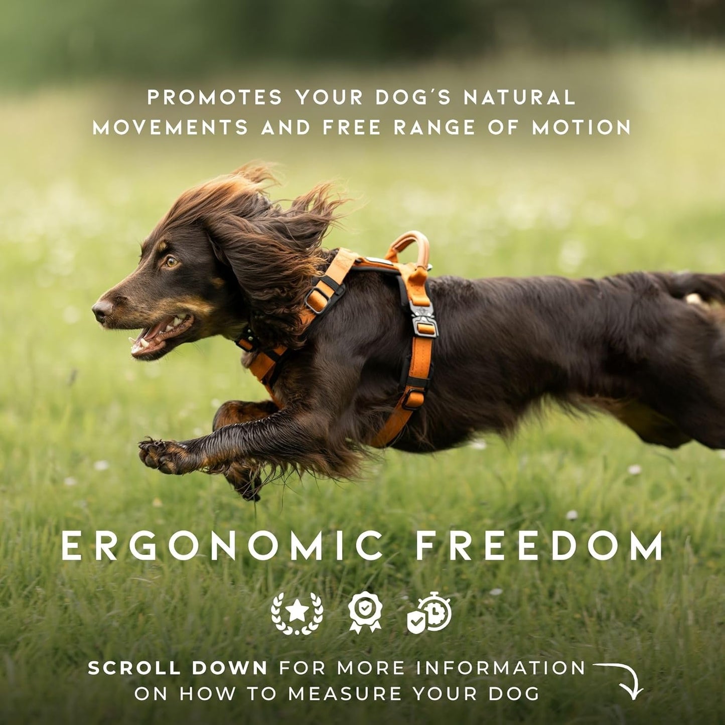 MADE TO ROAM Premium Explorer Harness - Y-Shaped Dog Harness with Adjustable Durable Nylon, Soft Padding, Metal Buckles and Leather Handle for Small, Medium, Large Dogs (Virginia Mountains, Size 7)