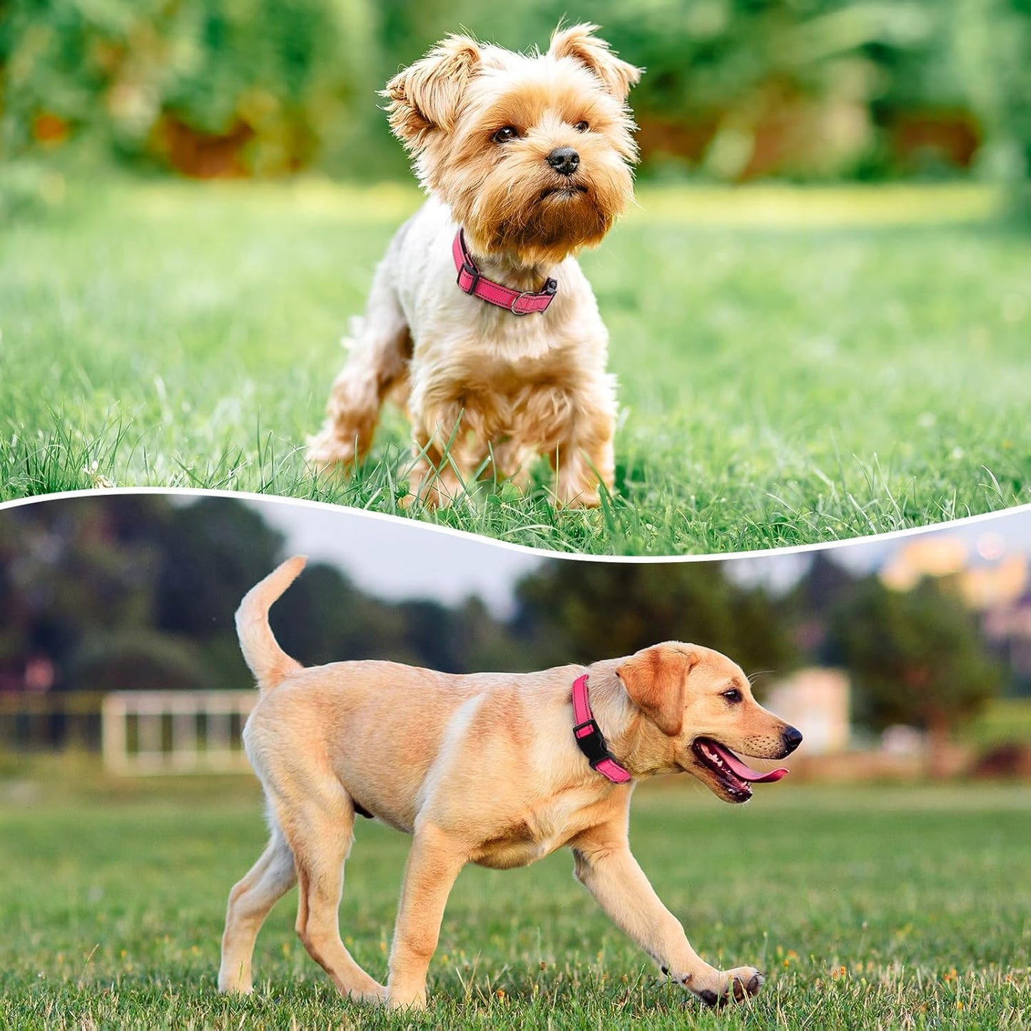 Reflective Dog Collar Padded with Soft Neoprene Breathable Quick Release Basic Dog Collars for Large Dogs Hot Pink Girl