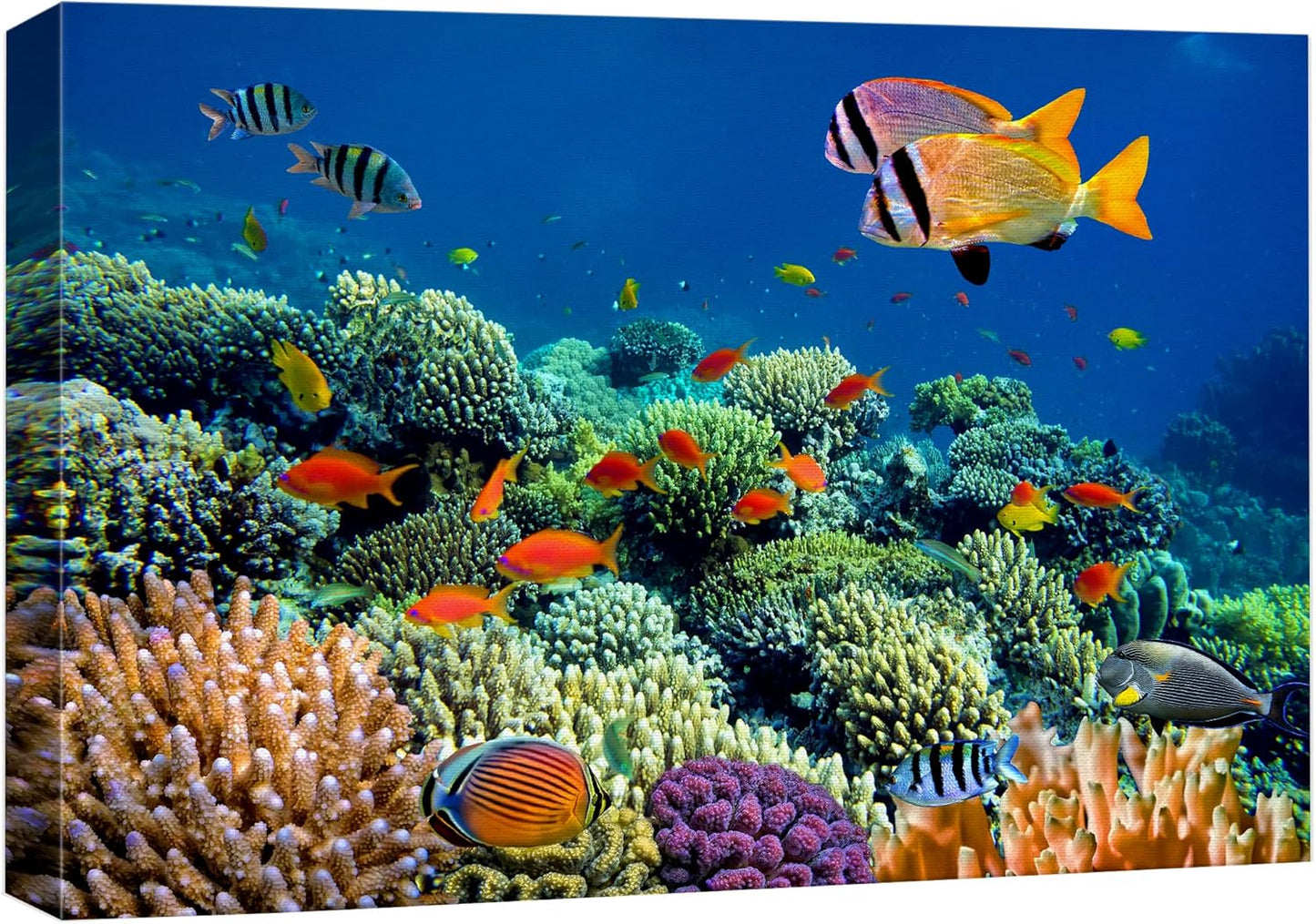wall26 Canvas Print Wall Art Vibrant Coral Reef Underwater Panorama Nature Animals Photography Realism Rustic Scenic Landscape Wilderness Earth Colorful for Living Room, Bedroom, Office - 12"x18"