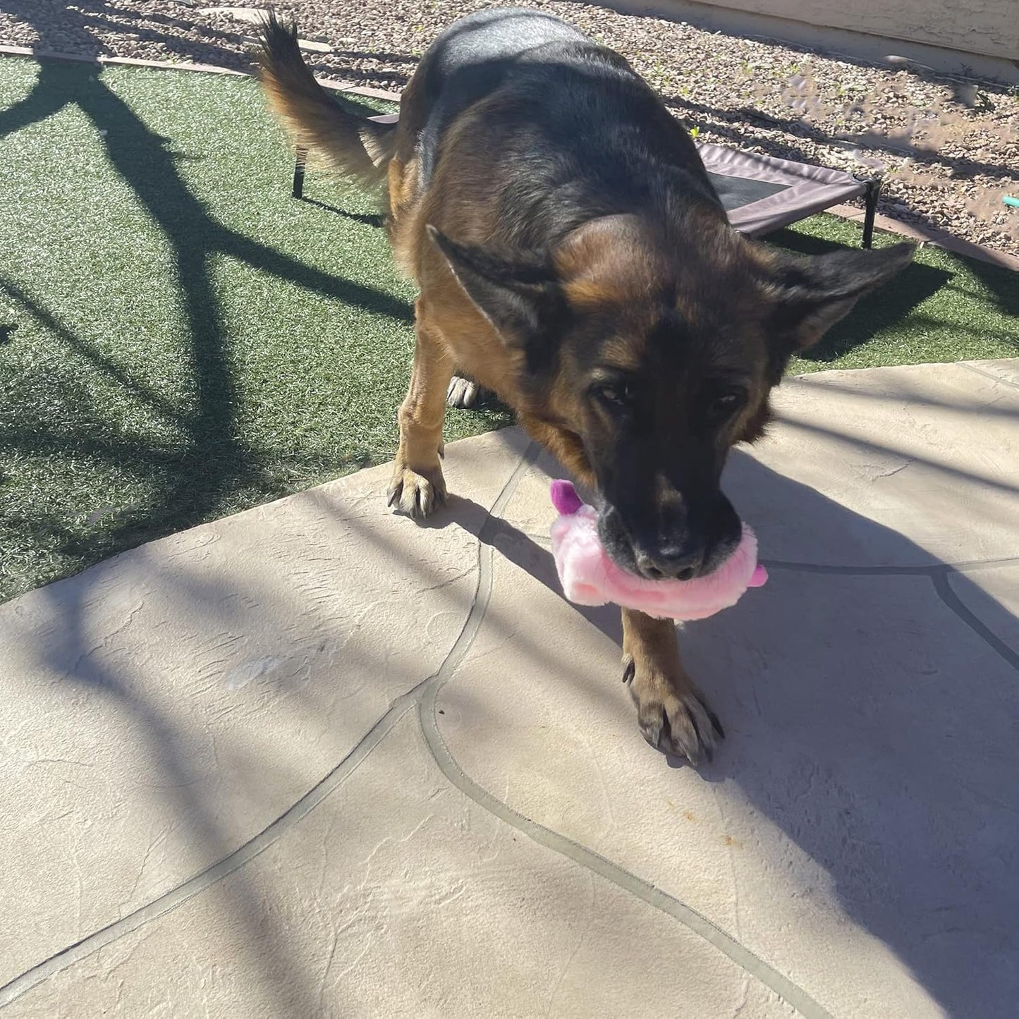 Jalousie 5 Pack Stuffingless Dog Squeaky Toys Dog Toy w/Durable Liner No Stuffing Dog Toy - Dog Toys Crinkle Paper Squeaker Toy for Medium Large Dogs (5 Pack Bungee Body Stuffingless Crinkle Paper)