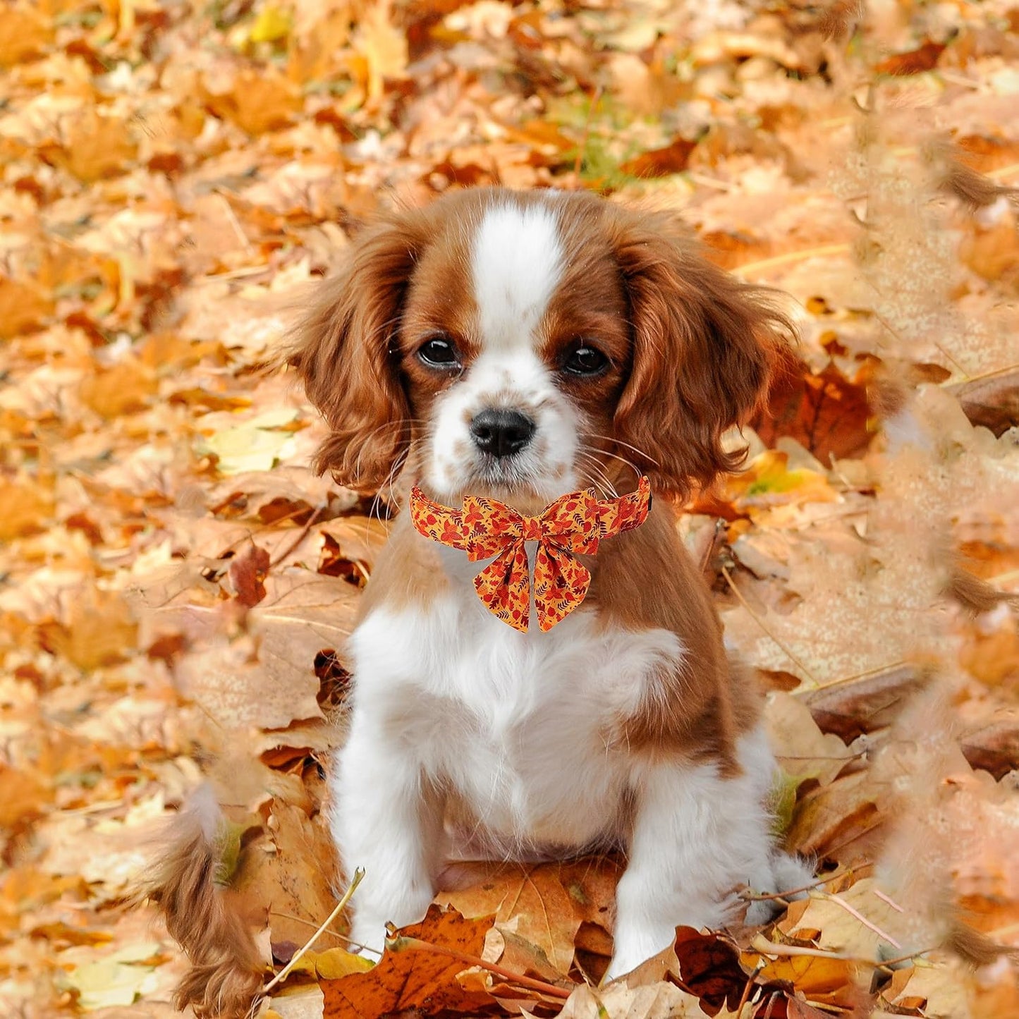 Lionet Paws Dog Collar with Bowtie - Cute Cotton Adjustable Fall Bowtie Dog Collar with Metal Buckle for Small Medium Large Dog Girl Boy Gift, L, Neck 16-24in