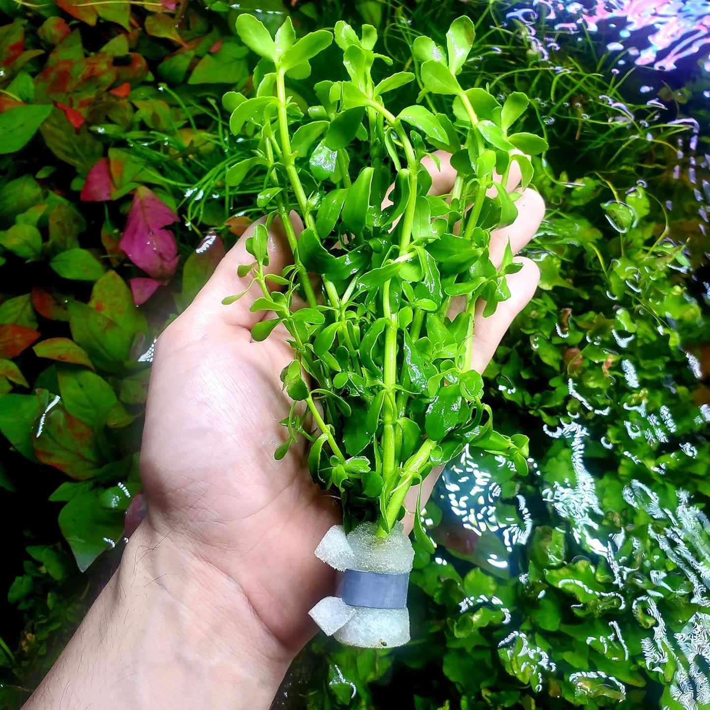 SubstrateSource Live Aquarium Stem Plants - Freshwater Aquatic Plant for Fish Tanks, Aquascaping - (Bacopa Monnieri Moneywort, 1 Bunch)